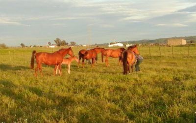 Importadores de Europa y América del Norte se interesan por las yeguadas extremeñas